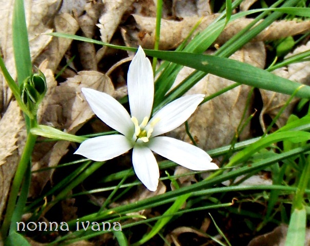 un fiorellino del prato: camassia?