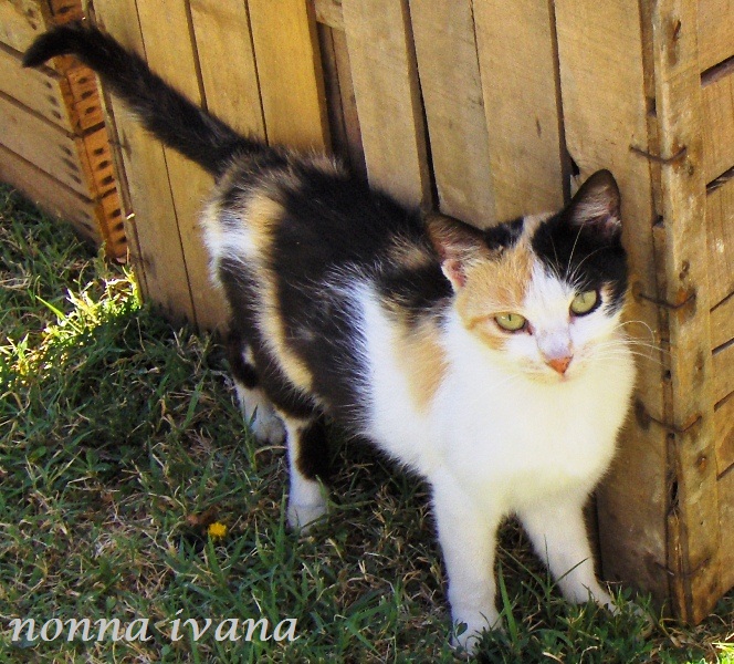 Questa mattina ho scritto sul gatto