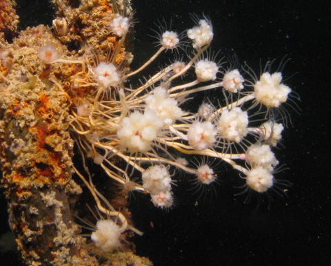 Tubularia sp.