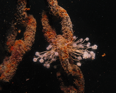 Tubularia sp.