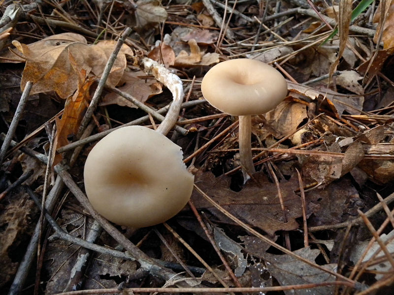 2 Clitocybe?