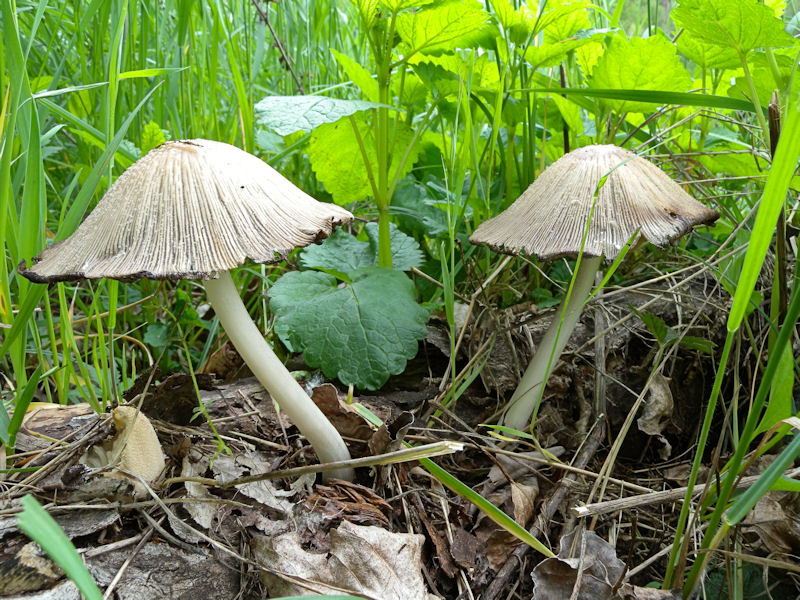 Due Coprinus