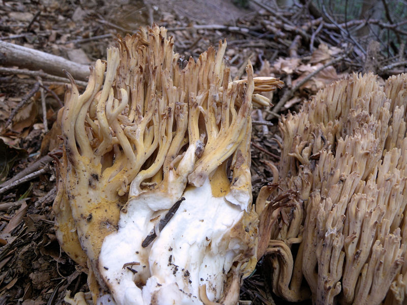 Ramaria