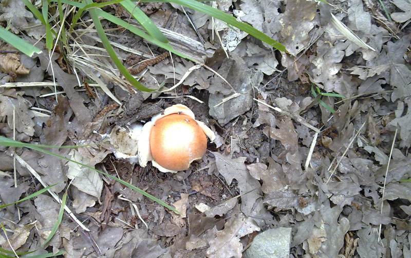 Amanita cesarea ?