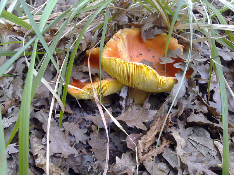 Amanita cesarea ?