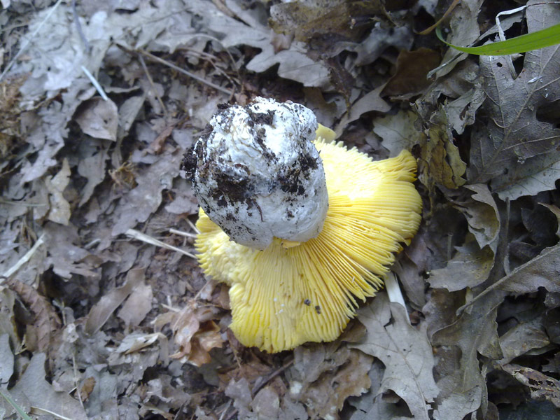 Amanita cesarea ?