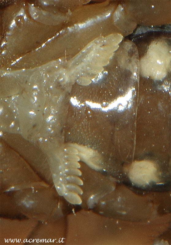 Euscorpius concinnus femmina