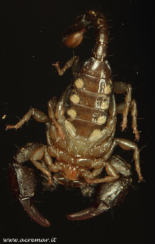 Euscorpius concinnus femmina