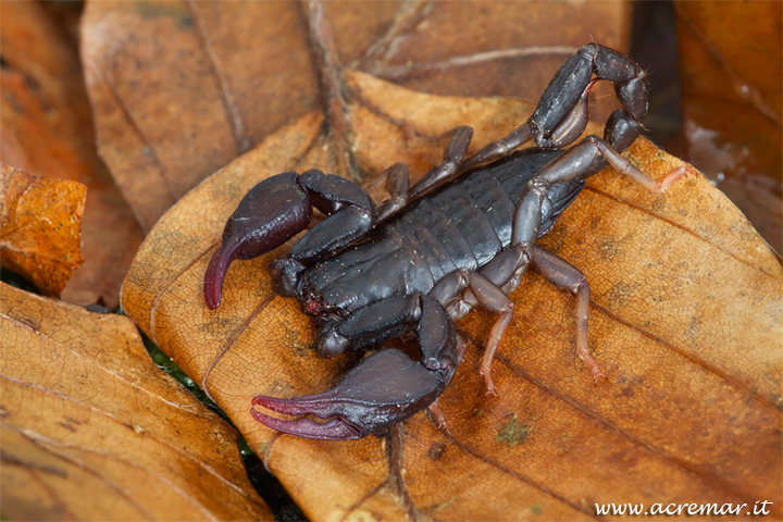 Euscorpius sp.  femmina