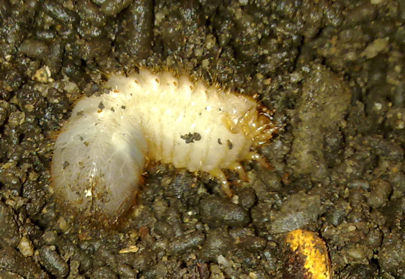 Larva probabilmente di Cetoniidae