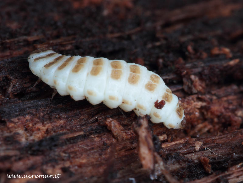 Piccola larva bianca (Liciidae?)