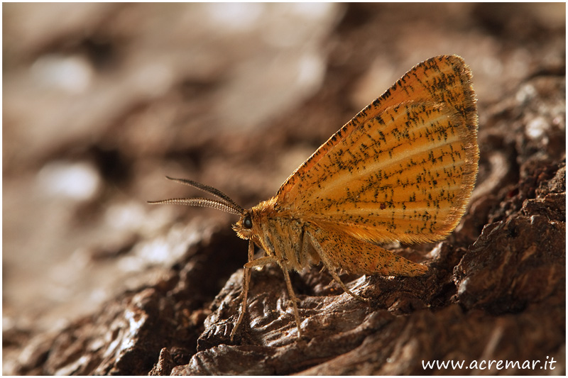 Falena da identificare