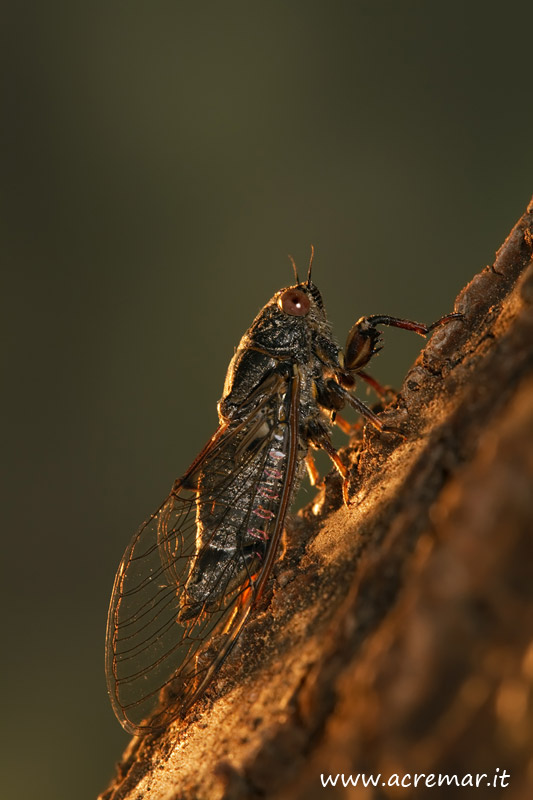 Cicada orni e Tibicinina da identificare