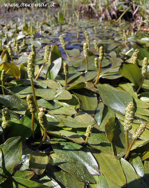 Piante in torbiera - Potamogeton polygonifolius / Brasca poligonifoglia