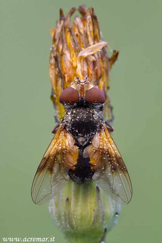 Mosca da identificare 2