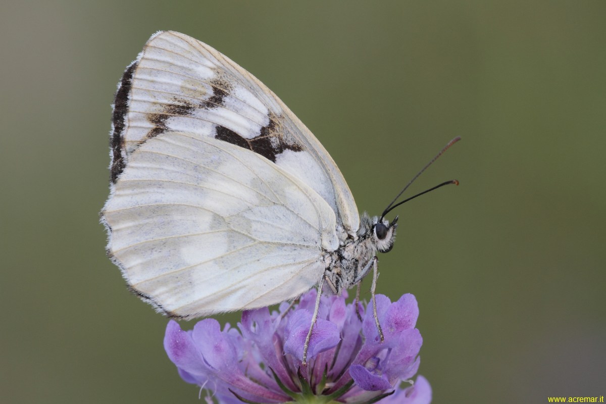 Melanargia .... forse?