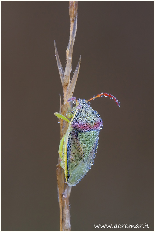 Pentatomidae: Piezodorus lituratus dell''entroterra ligure