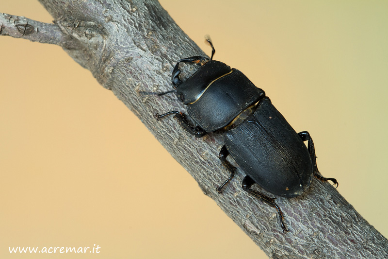 maschio di Dorcus parallelipipdeus