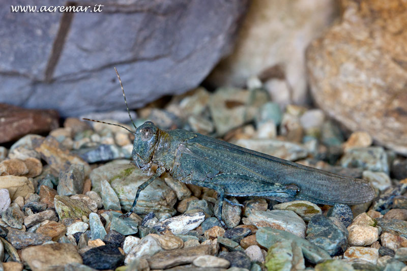 ortottero azzurro da identificare