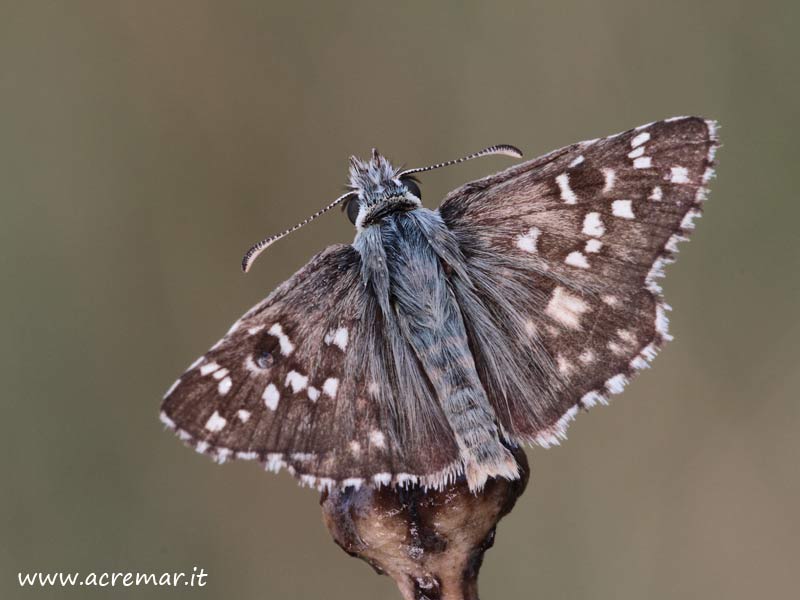 Pyrgus da identificare