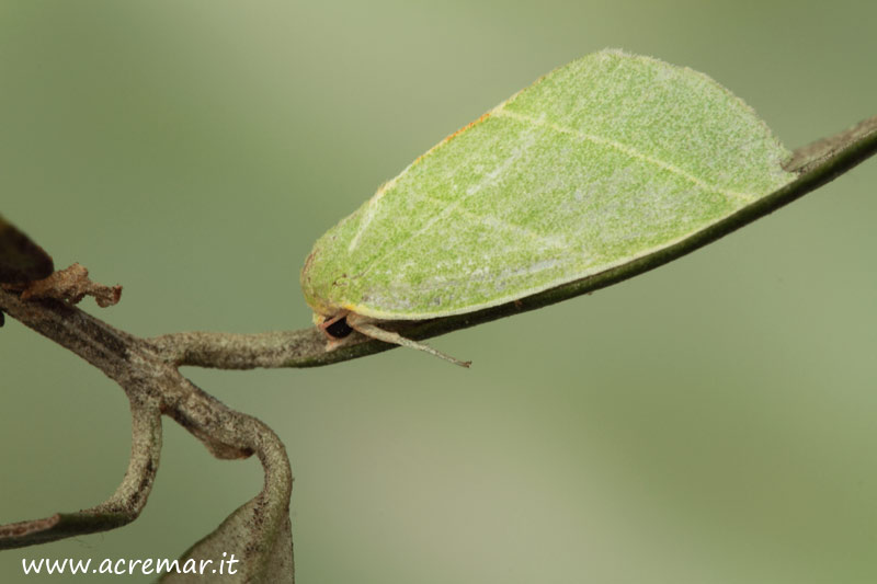 Tortricidae  ? - Bena bicolorana - Noctuidae