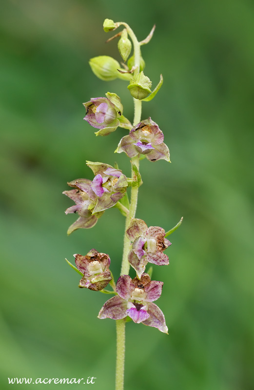 Un altra Epipactis da identificare