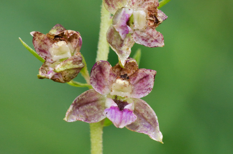 Un altra Epipactis da identificare