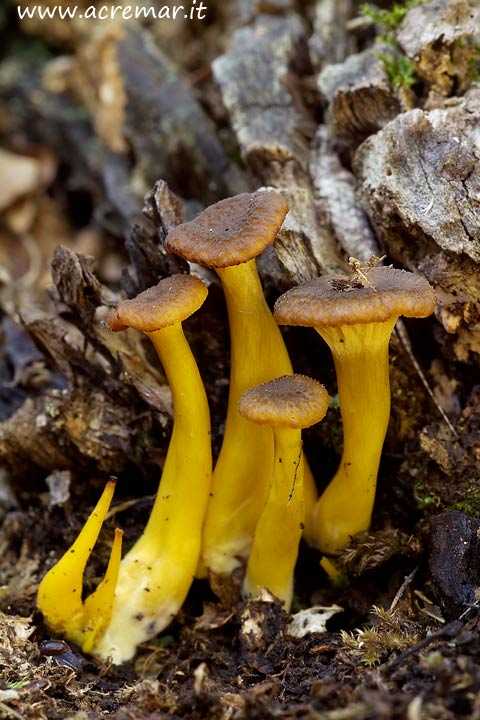 Piccoli funghi