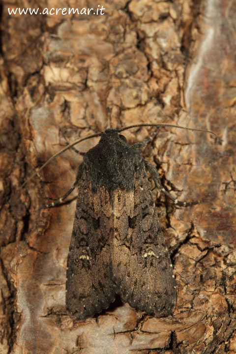 Noctuide da identificare