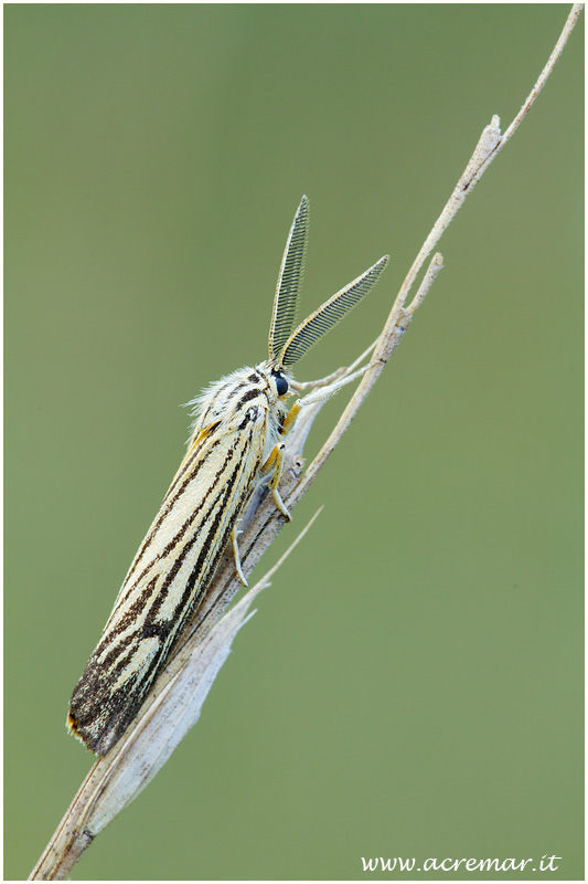 Coscina striata