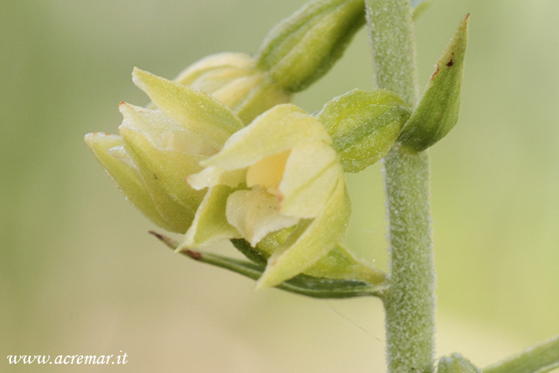 Epipactis microphylla ?