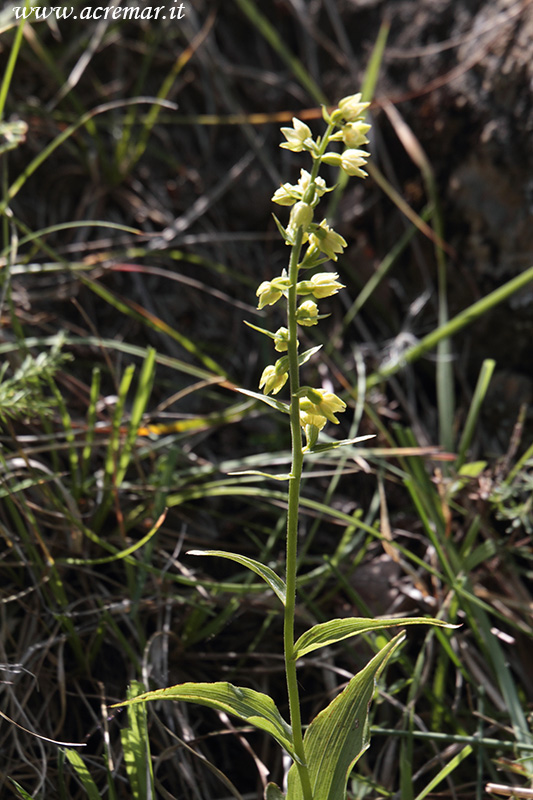 Epipactis microphylla ?