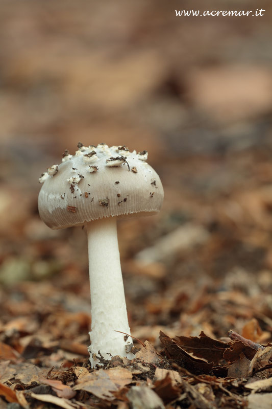 Amanita?