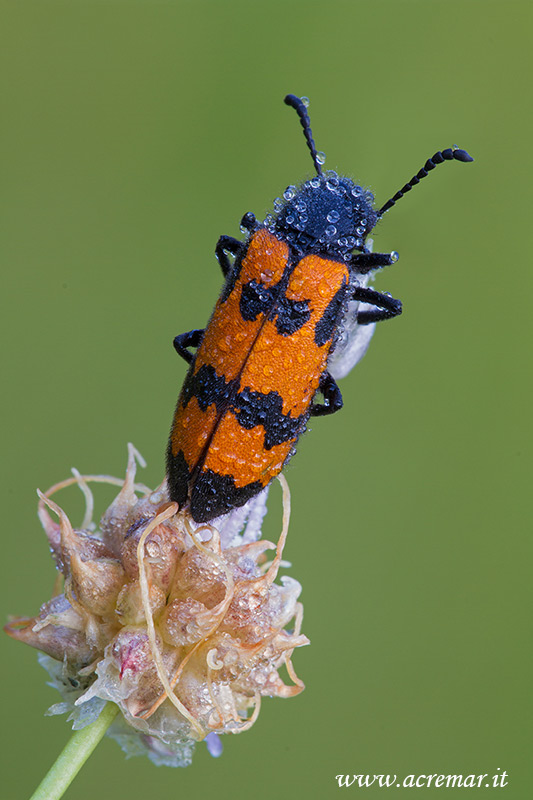 Chrysomelidae ?