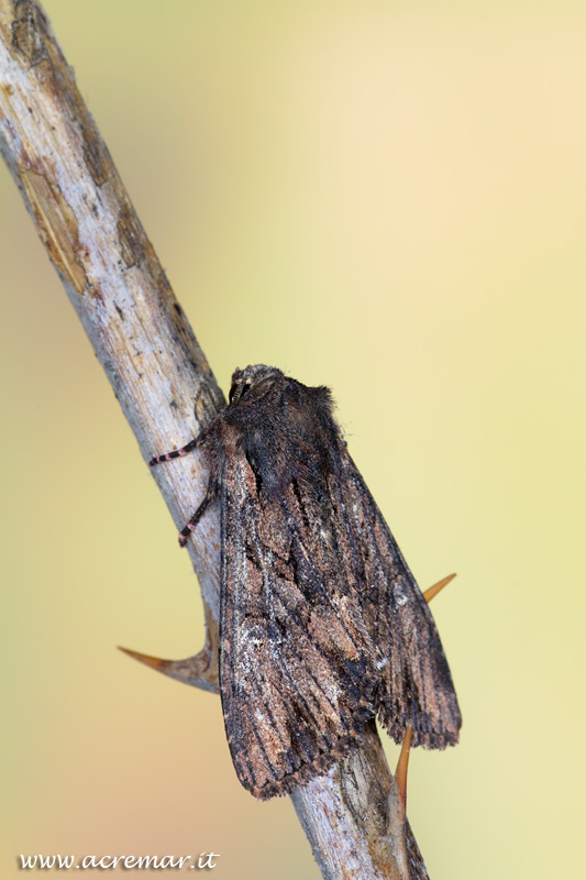 Noctuidae da identificare