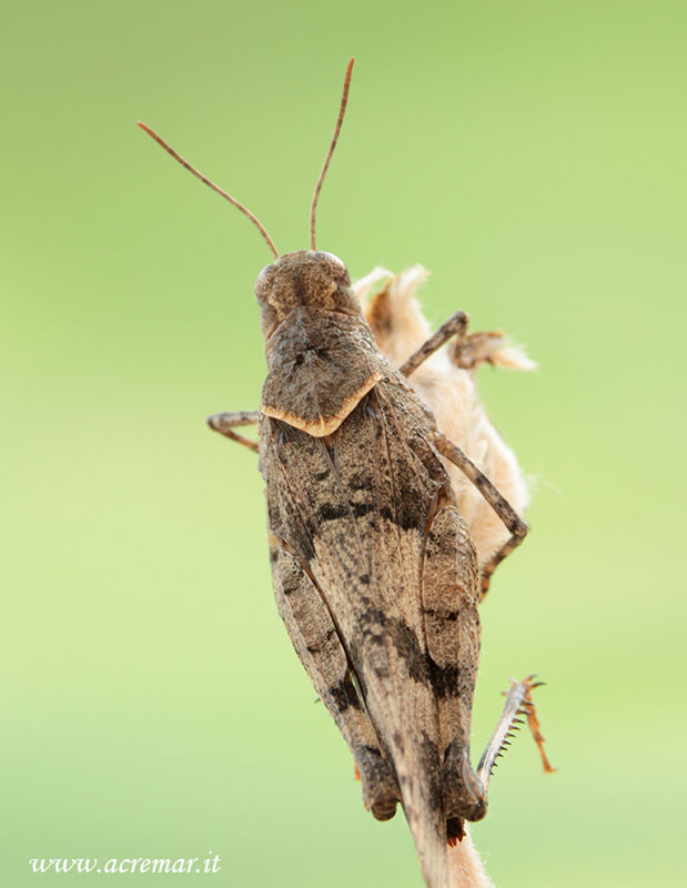 Ortottero da identificare