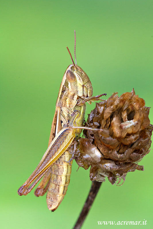 Femmina di Euchorthippus declivus