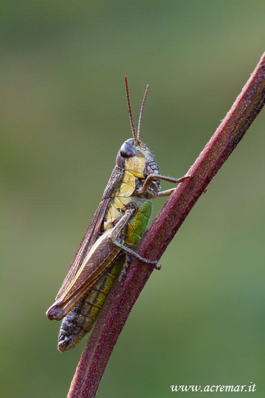 Euchorthippus declivus?