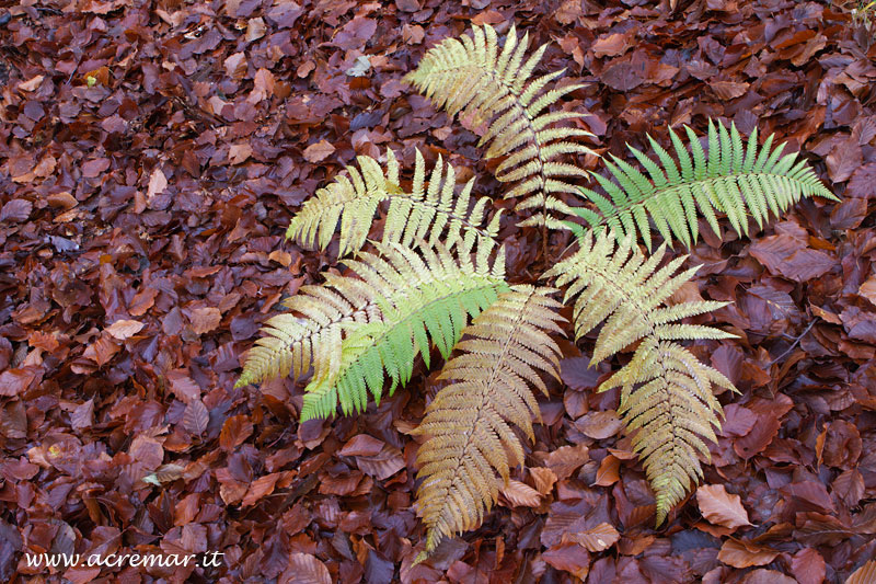 Felce da determinare - Dryopteris sp.