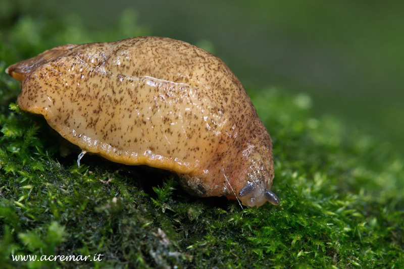 Mollusco da identificare