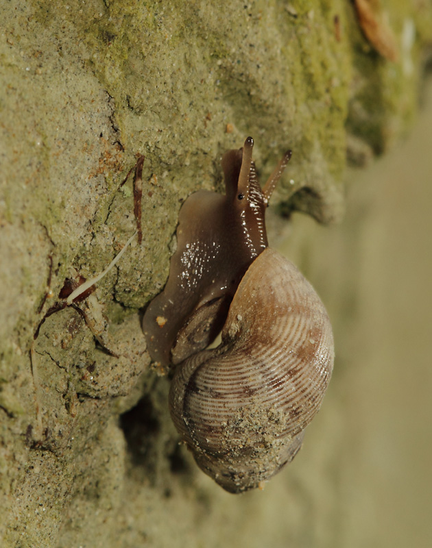 Chiocciola su tufo