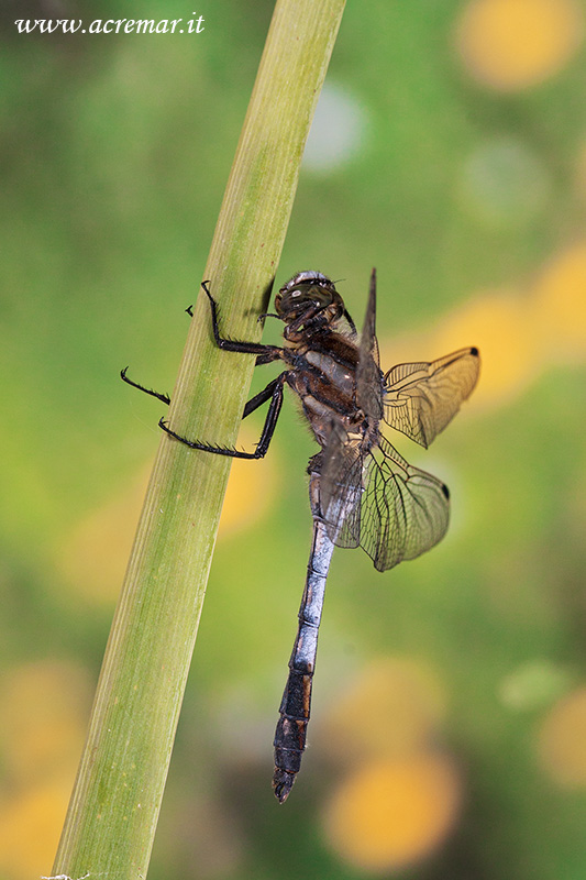 Orthetrum cancellatum? No. Orthetrum albistylum