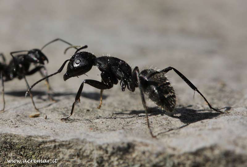 Camponotus vagus