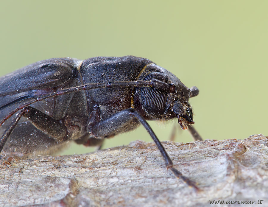 Cerambycidae:  Arhopalus ferus