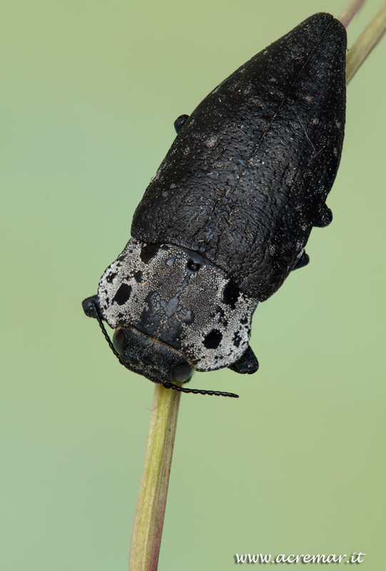 Capnodis tenebrionis