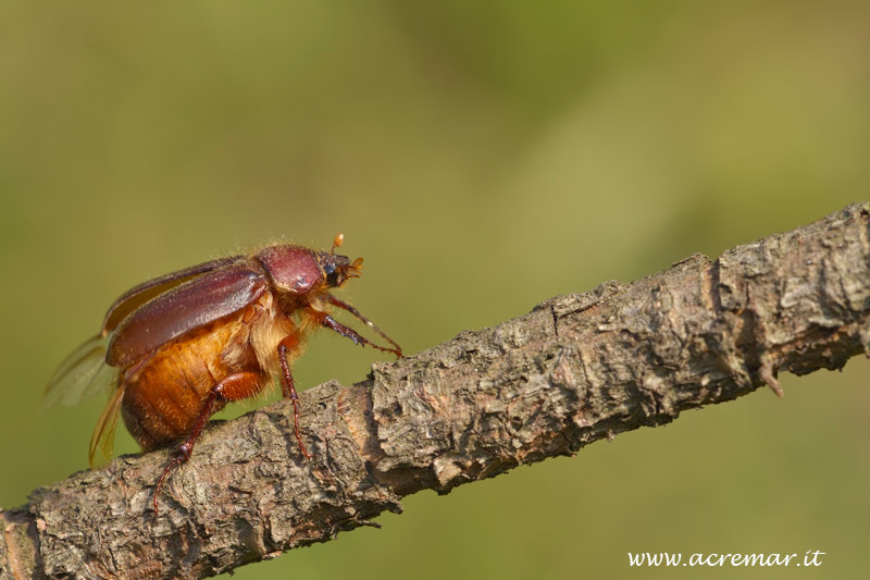 Aplidia sp. (Melolonthidae)