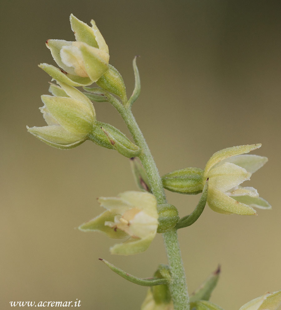 Epipactis microphylla ?