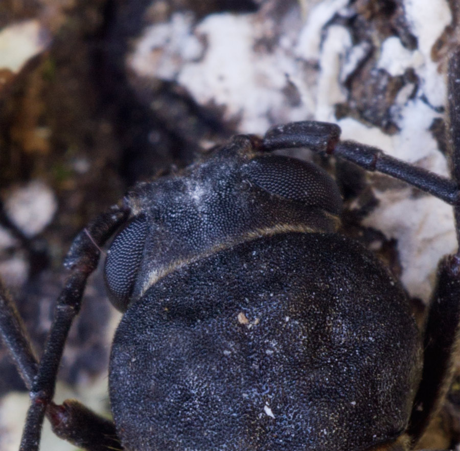 Cerambycidae:  Arhopalus ferus