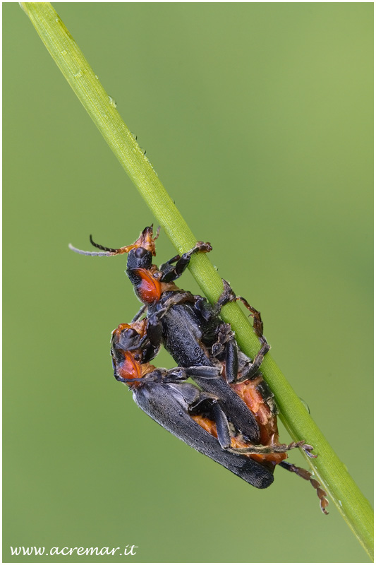 Cantharidae?  S !   Cantharis fusca