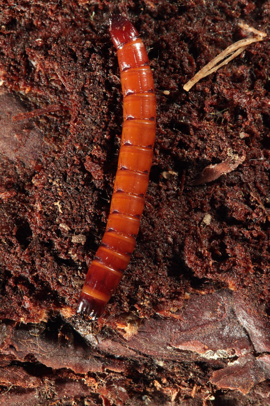 larva di Elateridae.